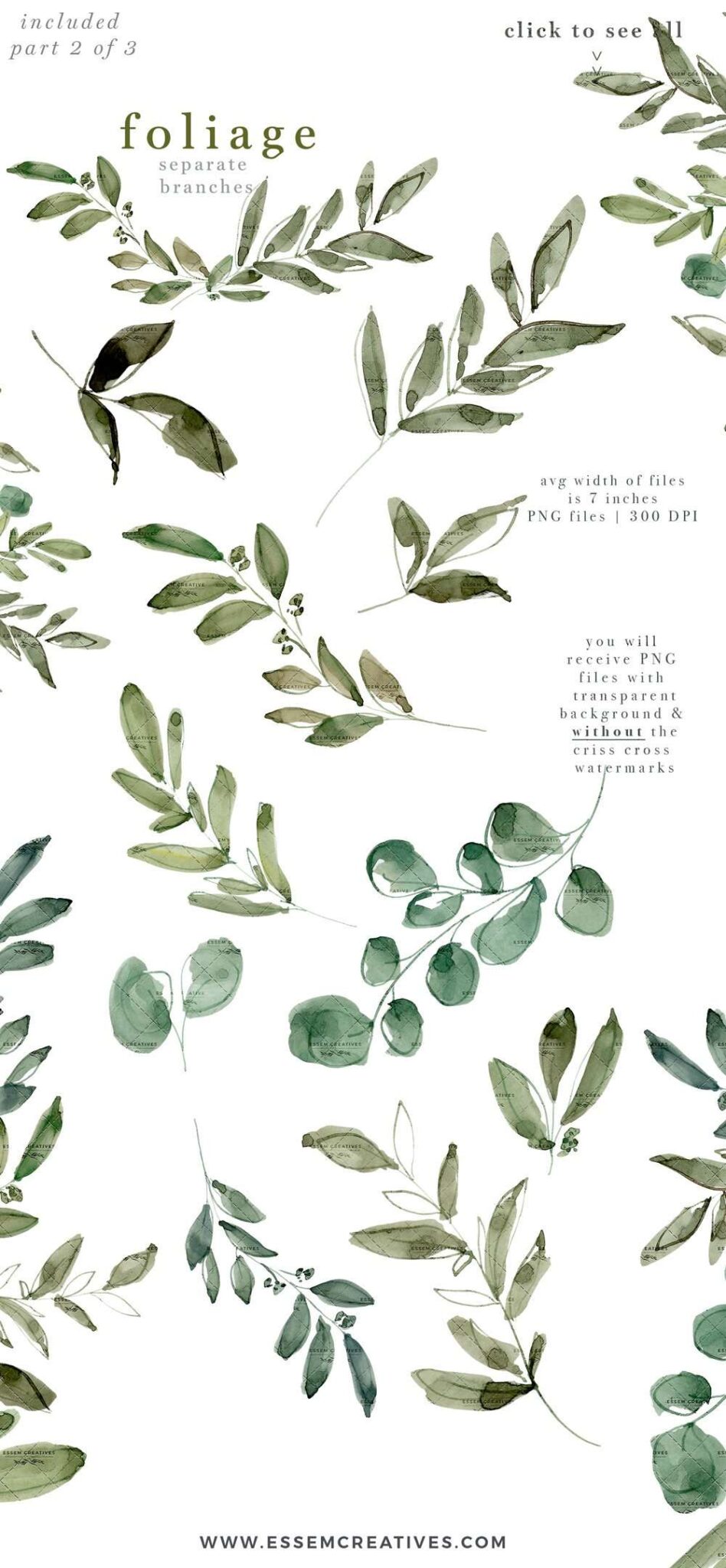 Watercolor Eucalyptus Clipart, Greenery Foliage Green Leaf Leaves ...