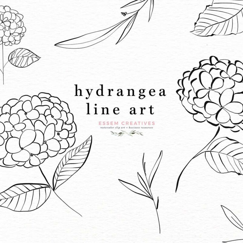 Hydrangea Line Art Botanical Illustration Clipart Graphics with Transparent Background | Botanical Line Art wedding invitations, save the date card, gender reveal party invites, gender neutral baby shower invitations, posters flyers, scrapbooking resources, surface pattern illustration, digital planner stickers, flower logo & brand design, nursery decor, photography backdrop, card borders | Click to see more>>