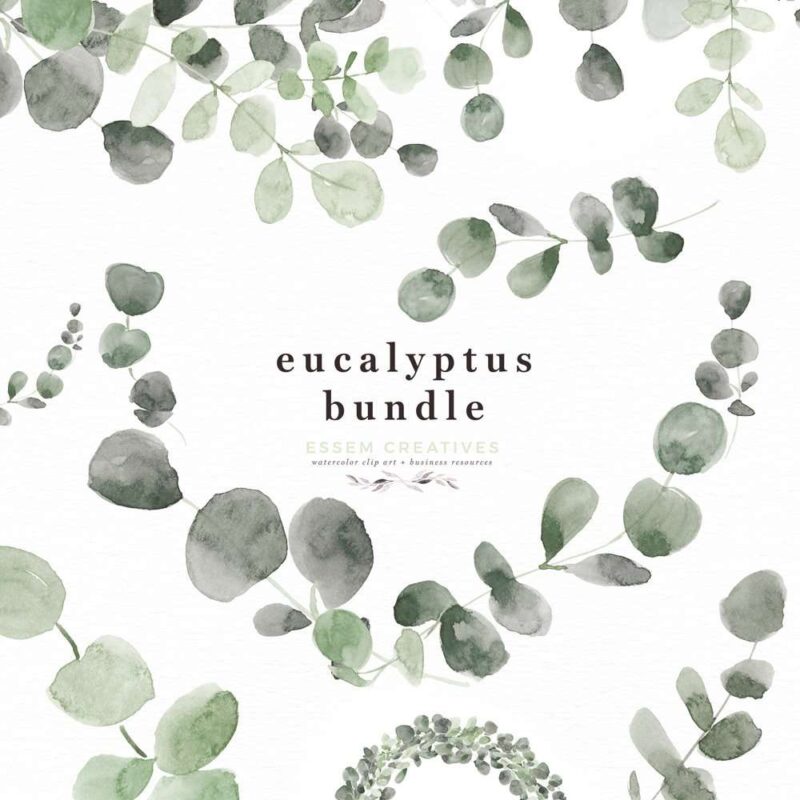 Watercolor Eucalyptus Branch Wreath Leaf Clipart PNG Foliage Greenery Botanical Illustrations Border Frame | Eucalyptus watercolour wedding invitations, save the date card, gender reveal party invites, gender neutral baby shower invitations, posters flyers, scrapbooking resources, surface pattern illustration, digital planner stickers, flower logo & brand design, nursery decor, photography backdrop, card borders | Click to see more>>